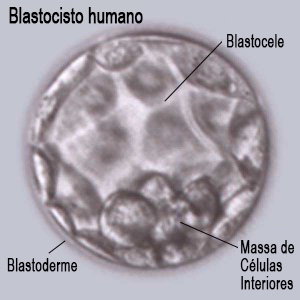 Blastocisto humano